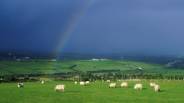 Ireland, green fields, a rainbow and sheep!
