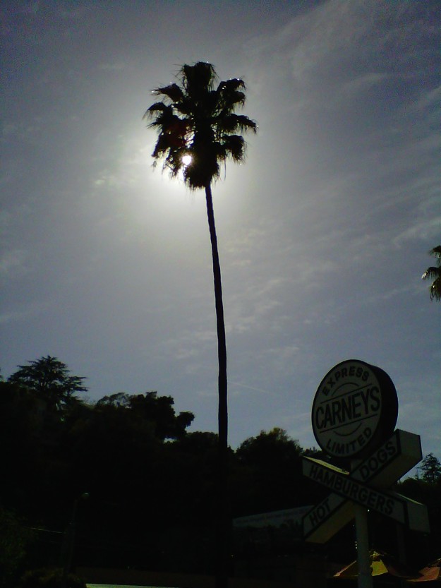 The sun behind a Palm Tree in Studio City (copyright 2013 JoshWillTravel)